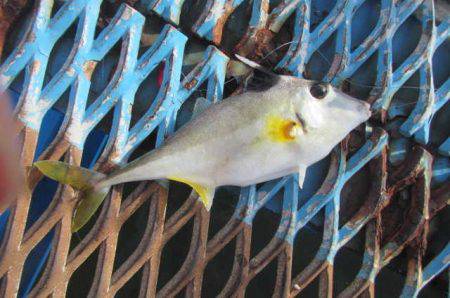 オリジナルメーカー海づり公園(市原市海づり施設) 釣果