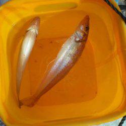 オリジナルメーカー海づり公園(市原市海づり施設) 釣果