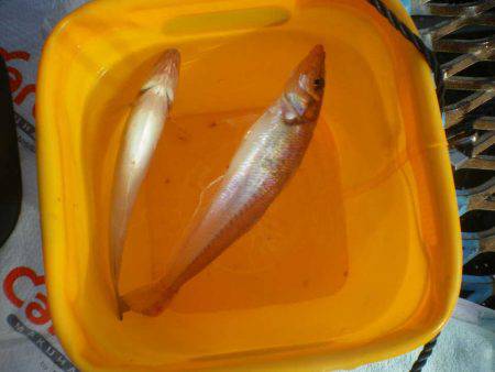 オリジナルメーカー海づり公園(市原市海づり施設) 釣果