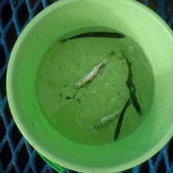 オリジナルメーカー海づり公園(市原市海づり施設) 釣果