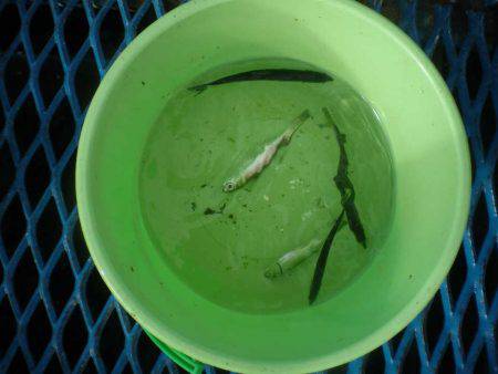 オリジナルメーカー海づり公園(市原市海づり施設) 釣果