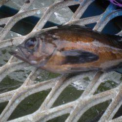 オリジナルメーカー海づり公園(市原市海づり施設) 釣果