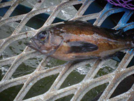 オリジナルメーカー海づり公園(市原市海づり施設) 釣果