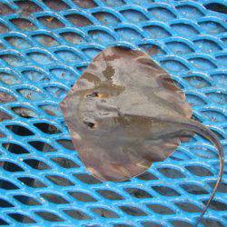 オリジナルメーカー海づり公園(市原市海づり施設) 釣果