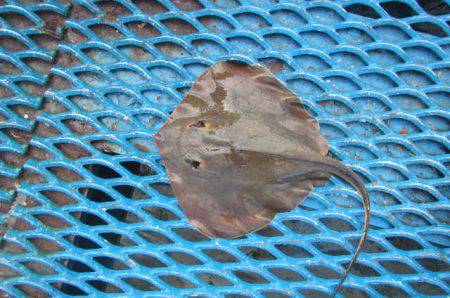 オリジナルメーカー海づり公園(市原市海づり施設) 釣果