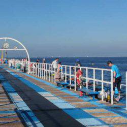 オリジナルメーカー海づり公園(市原市海づり施設) 釣果