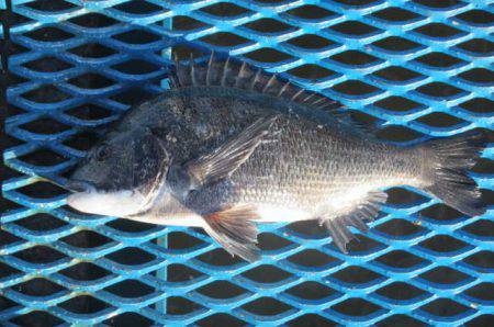 オリジナルメーカー海づり公園(市原市海づり…