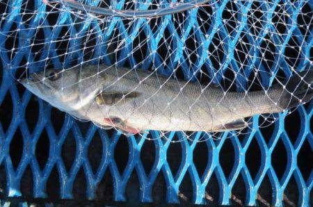 オリジナルメーカー海づり公園(市原市海づり施設) 釣果