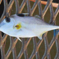 オリジナルメーカー海づり公園(市原市海づり施設) 釣果