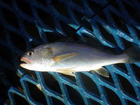 オリジナルメーカー海づり公園(市原市海づり施設) 釣果
