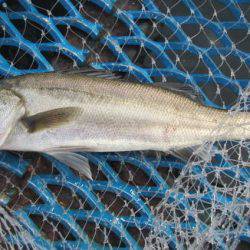 オリジナルメーカー海づり公園(市原市海づり施設) 釣果