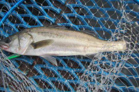 オリジナルメーカー海づり公園(市原市海づり施設) 釣果