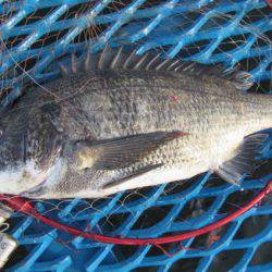 オリジナルメーカー海づり公園(市原市海づり施設) 釣果