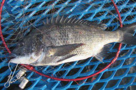 オリジナルメーカー海づり公園(市原市海づり施設) 釣果