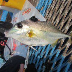 オリジナルメーカー海づり公園(市原市海づり施設) 釣果