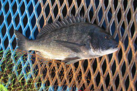 オリジナルメーカー海づり公園(市原市海づり施設) 釣果