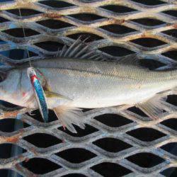 オリジナルメーカー海づり公園(市原市海づり施設) 釣果