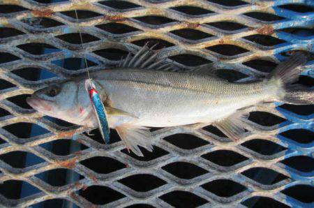 オリジナルメーカー海づり公園(市原市海づり…