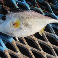 オリジナルメーカー海づり公園(市原市海づり施設) 釣果