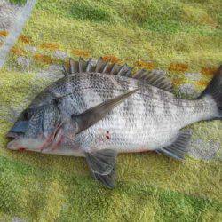 オリジナルメーカー海づり公園(市原市海づり施設) 釣果