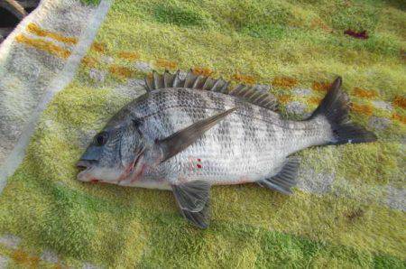 オリジナルメーカー海づり公園(市原市海づり施設) 釣果