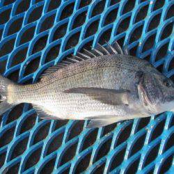 オリジナルメーカー海づり公園(市原市海づり施設) 釣果