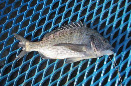 オリジナルメーカー海づり公園(市原市海づり…