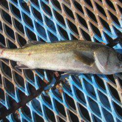 オリジナルメーカー海づり公園(市原市海づり施設) 釣果