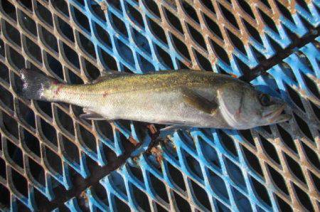 オリジナルメーカー海づり公園(市原市海づり施設) 釣果