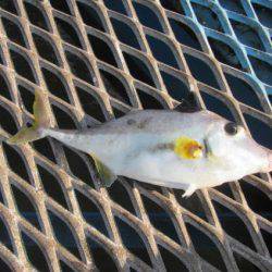 オリジナルメーカー海づり公園(市原市海づり施設) 釣果