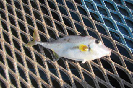 オリジナルメーカー海づり公園(市原市海づり施設) 釣果