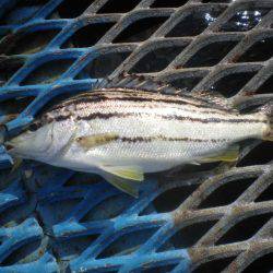 オリジナルメーカー海づり公園(市原市海づり施設) 釣果