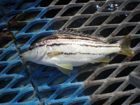 オリジナルメーカー海づり公園(市原市海づり施設) 釣果