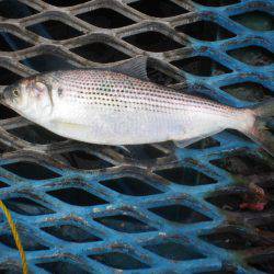 オリジナルメーカー海づり公園(市原市海づり施設) 釣果