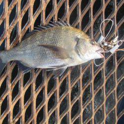 オリジナルメーカー海づり公園(市原市海づり施設) 釣果