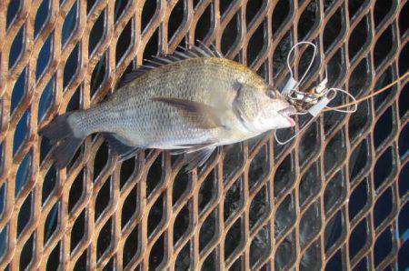 オリジナルメーカー海づり公園(市原市海づり…