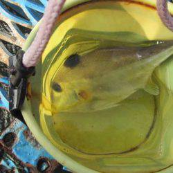 オリジナルメーカー海づり公園(市原市海づり施設) 釣果