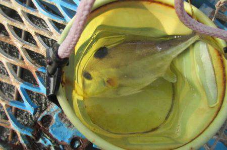 オリジナルメーカー海づり公園(市原市海づり施設) 釣果