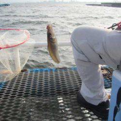 オリジナルメーカー海づり公園(市原市海づり施設) 釣果