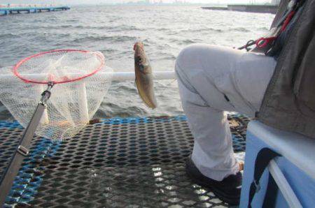 オリジナルメーカー海づり公園(市原市海づり施設) 釣果