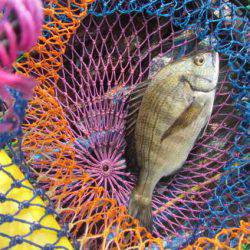 オリジナルメーカー海づり公園(市原市海づり施設) 釣果