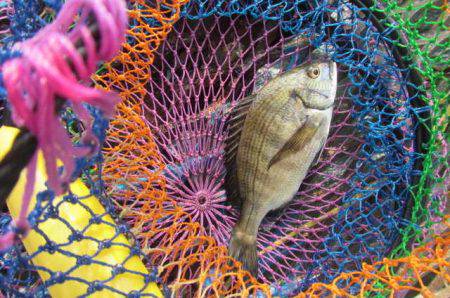 オリジナルメーカー海づり公園(市原市海づり施設) 釣果