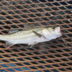 オリジナルメーカー海づり公園(市原市海づり施設) 釣果