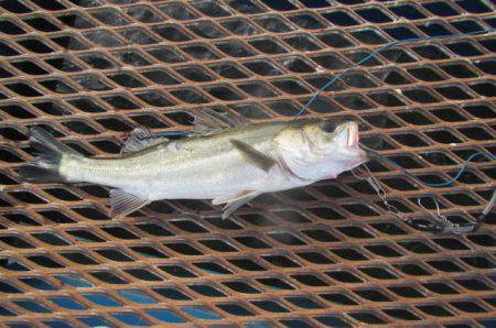 オリジナルメーカー海づり公園(市原市海づり施設) 釣果