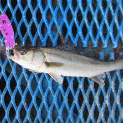 オリジナルメーカー海づり公園(市原市海づり施設) 釣果