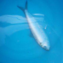 オリジナルメーカー海づり公園(市原市海づり施設) 釣果