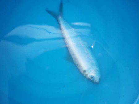 オリジナルメーカー海づり公園(市原市海づり施設) 釣果