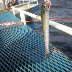 オリジナルメーカー海づり公園(市原市海づり施設) 釣果