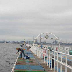 オリジナルメーカー海づり公園(市原市海づり施設) 釣果