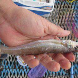 オリジナルメーカー海づり公園(市原市海づり施設) 釣果